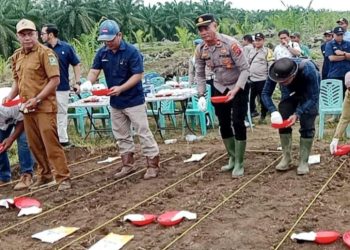 Kapolsek Bosar Maligas, IPTU Sonni G Silalahi, SH penanaman jagung di Afdeling II Kebun PTPN IV Regional II Mayang, Nagori Mayang, Kecamatan Bosar Maligas