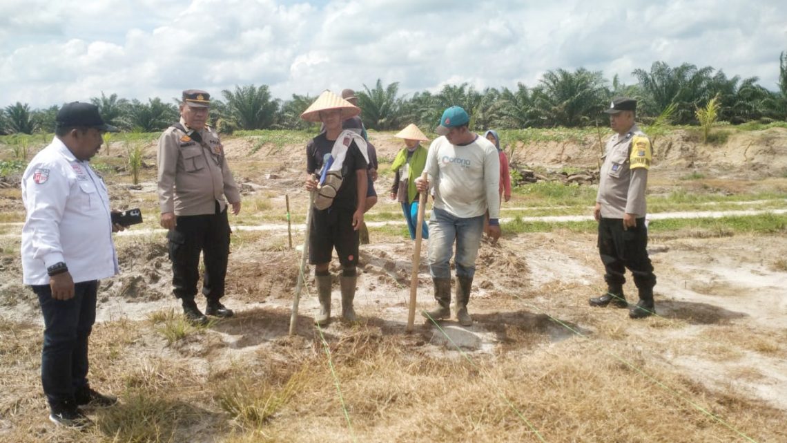 Polsek Tanah Jawa Bersinergi dengan PTPN IV, Tanam Bibit Jagung di Kebun Dosin Dukung Ketapang