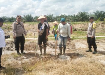 Polsek Tanah Jawa Bersinergi dengan PTPN IV, Tanam Bibit Jagung di Kebun Dosin Dukung Ketapang