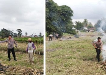 Kapolsek Siantar Marihat AKP Doni Simanjuntak SH bersama Wakapolsek IPTU Nana Sandar dan Bhabinkamtibmas membersihkan perladangan jagung perseorang warga Bapak Dapot Ompung Sunggu di Jalan Bahkora II