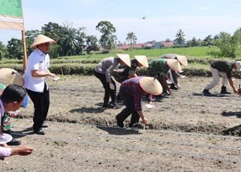 Wali Kota Pematangsiantar Wesly Silalahi SH MKn diwakili Asisten Perekonomian dan Pembangunan Zainal Siahaan SE MM di acara Penanaman Jagung Serentak Kuartal IV