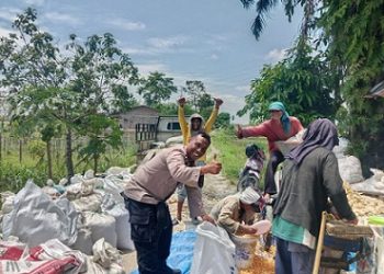 Bhabinkamtibmas Kelurahan Sigulang gulang AIPTU Yunus Sembiring bantu warga binaan Bapak Edi Supangat panen jagung