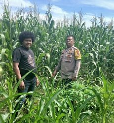 Bhabinkamtibmas Kelurahan Nagapitu AIPTU S. Ambarita sambangi lahan tanaman jagung masyarakat Arthur Juliwanson Damanik
