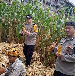 Bhabinkamtibmas Kelurahan Pahlawan Aiptu Ungkap Hutagalung dan Bhabinkamtibmas Kelurahan Siopat Suhu sambangi masyarakat Ibu Naudur br. Sitompul sedang panen jagung