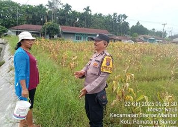 Bhabinkamtibmas Kelurahan Marihat Jaya Aipda Erick F. Marbun menggelar partroli dan menitong lahan jagung milik warga Bapak Manalu boru Pardede