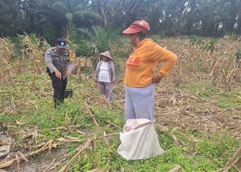 Bhabinkamtibmas Kelurahan Simarimbun Bripka Johannes C. Siregar menggelar sambang dan monitoring warga binaan Op. Pangihutan Br. Situmorang sedang panen jagung