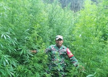 Personil TNI Kodim 0205/TK menemukan ladang ganja seluas 20x20 meter di kawasan hutan Sibuatan, Desa Pancur Batu, Kecamatan Merek, Kabupaten Karo. (Foto Ist)