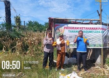 IPTU Wagi Hardi Panen Jagung di lokasi lahan Kelompok Tani Mekar Mulia, Nagori Buntu Bayu, Kecamatan Hatonduhan