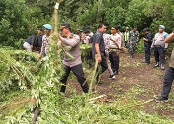 Ladang ganja di kawasan perbukitan Desa Pancur Batu, Kecamatan Merek, Kabupaten Karo yang langssung dimusnahkan Polres Tanah Karo. (Foto Ist)