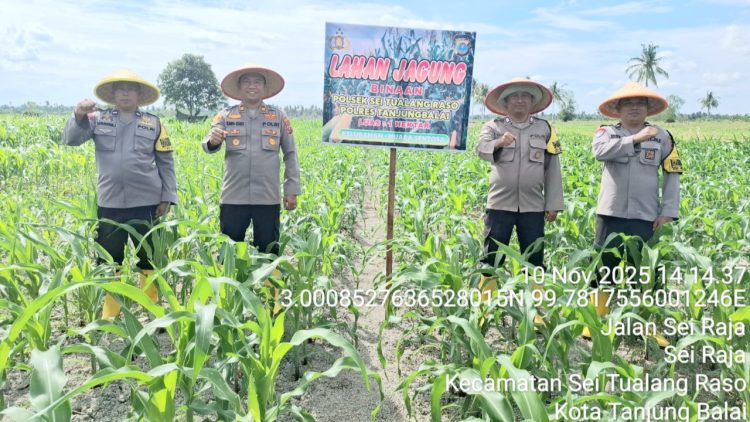 Kapolsek STR, IPTU Hendra A. Karo-Karo, SH. MH, memimpin langsung kegiatan pengecekan lahan jagung