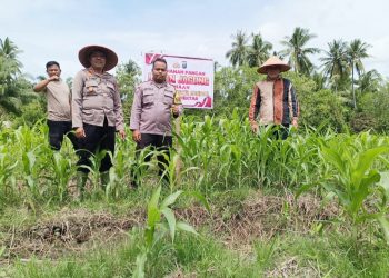 Kapolsek Datuk Bandar AKP J.H. Turnip, S.E memimpin langsung peninjauan dan perawatan rutin di lokasi lahan jagung