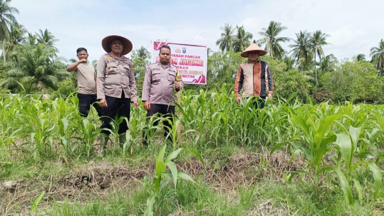 Kapolsek Datuk Bandar AKP J.H. Turnip, S.E memimpin langsung peninjauan dan perawatan rutin di lokasi lahan jagung