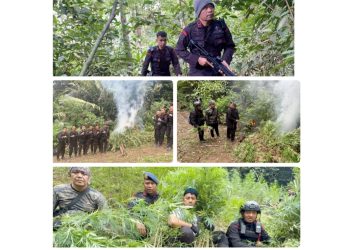 Satuan Brimob Polda Sumut melalui Batalyon C Pelopor pemusnahan 10 hektar ladang ganja di Perbukitan Tor Sihite, Kecamatan Penyabungan Timur, Kabupaten Mandailing Natal. (Foto Ist)
