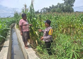 Bhabinkamtibmas Kelurahan Simarimbun Bripka Johannes Siregar melaksanakan sambang warga binaan di Perladangan Jagung