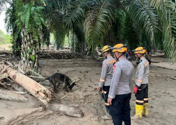 Satuan K9 Unit SAR Ditpolsatwa Korps Sabhara Baharkam Polri saat penyisiran di bantaran Sungai Desa Huta Raja, Kabupaten Batang Toru. (Foto Ist)