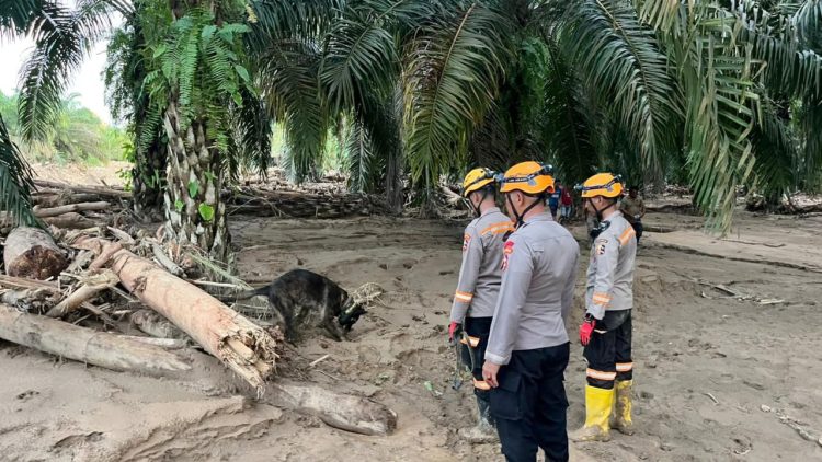 Satuan K9 Unit SAR Ditpolsatwa Korps Sabhara Baharkam Polri saat penyisiran di bantaran Sungai Desa Huta Raja, Kabupaten Batang Toru. (Foto Ist)