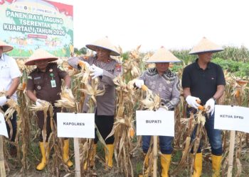 Polres Simalungun Gelar Panen Raya Jagung Serentak Kuartal I Tahun 2026