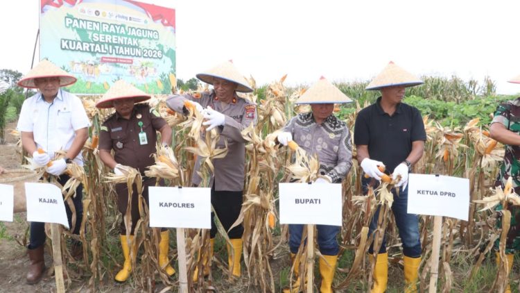 Polres Simalungun Gelar Panen Raya Jagung Serentak Kuartal I Tahun 2026