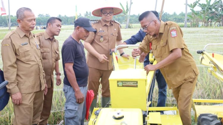 Wakil Wali Kota Tanjungbalai Muhammad Fadly Abdina Panen Perdana Padi Sawah Dinas Perikanan, Pangan dan Pertanian Tahun 2026