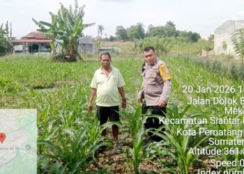 Bhabinkamtibmas Kelurahan Tomuan AIPTU Okto Sihole sambangi ladang jagung warga binaan Bapak Marlon Simamora di Jalan Dolok Baringin