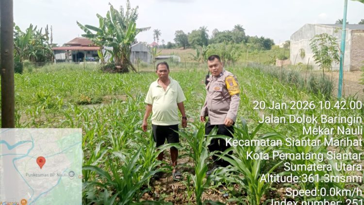 Bhabinkamtibmas Kelurahan Tomuan AIPTU Okto Sihole sambangi ladang jagung warga binaan Bapak Marlon Simamora di Jalan Dolok Baringin