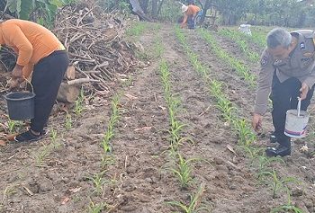 Bhabinkamtibmas Kelurahan Aek Auli AIPTU Herry Tarigan bantu pupuk jagung milik warga Maris boru Gultom