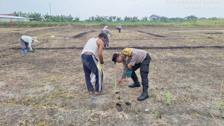 Bhabinkamtibmas Kelurahan Simarimbun Bripka Johannes C. Siregar ikut membantu warga tanam jagung
