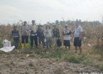 Polres Simalungun Panen Raya Jagung 30 Rante Dukung Ketapang