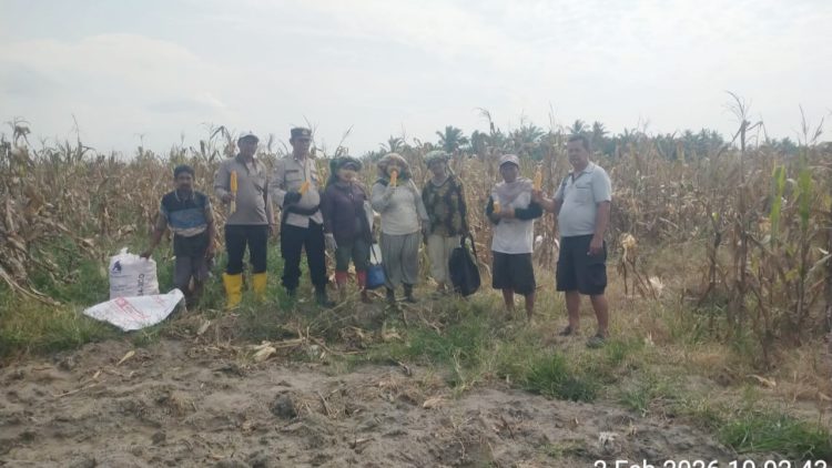 Polres Simalungun Panen Raya Jagung 30 Rante Dukung Ketapang