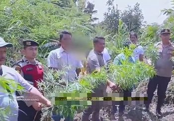 Kapolres Tanah Karo AKBP Pebriandi Haloho, S.H., S.I.K., M.Si bersama Kasat Narkoba AKP JH. Pardede SH dan personil menunjukkan barang bukti ganja saat di TKP