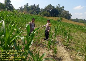 Bhabinkamtibmas Kelurahan Parhorasan Nauli AIPDA P. Butar Butar melaksanakan monitoring di Ladang Jagung warga binaan Jalan Pattimura Ujung