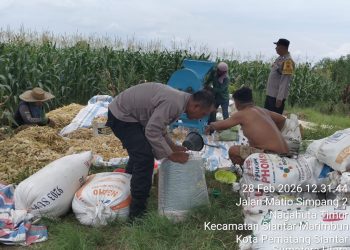 Bhabinkamtibmas Kelurahan Timbang Galung AIPTU Deddy Syam dan Bhabinkamtibmas Kelurahan Bantan AIPTU R.P Damanik sambangi ladang jagung warga Ibu Nuradia Tampubolon di Kampung Matio