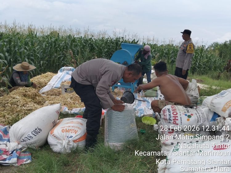 Bhabinkamtibmas Kelurahan Timbang Galung AIPTU Deddy Syam dan Bhabinkamtibmas Kelurahan Bantan AIPTU R.P Damanik sambangi ladang jagung warga Ibu Nuradia Tampubolon di Kampung Matio
