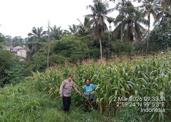 Bhabinkamtibmas Kelurahan Teladan BRIPKA Surya Darma melakukan pengecekan tanaman jagung warga binaan Bapak Nasib di Jalan Sumber Jaya