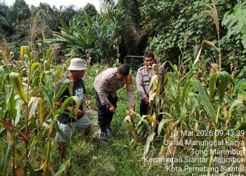 PS. Kanit Binmas AIPTU Panogaran Manurung bersama Bhabinkamtibmas Kelurahan Simalungun AIPTU Untung JF. Nainggolan dan Bhabinkamtibmas Kelurahan Kristen  BRIPKA Swandi Hutabarat melaksanakan monitoring perkembangan tanaman jagung warga binaan Bapak Ramlan Panggabean