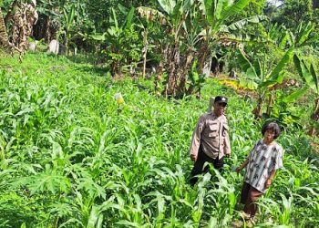 Bhabinkamtibmas Kelurahan Sigulang gulang AIPTU Yunus Sembiring melaksanakan monitoring perkembangan tanaman jagung warga binaan Bapak R. Gultom di Jalan Bah Kapul Kanan