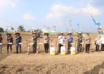 Kapolres Simalungun AKBP Marganda Aritonang, SH, SIK, MM Pimpin Penanaman Jagung Serentak, Wujud Nyata Polri Dukung Swasembada Pangan