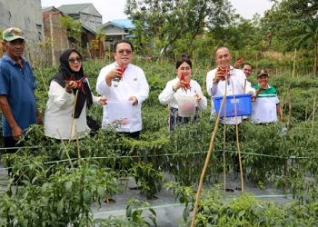 Wali Kota Pematangsiantar Wesly Silalahi SH MKn bersama Ketua TP PKK Ny Liswati Wesly Silalahi panen cabai merah di areal perladangan warga di Komplek Perumahan Bukit Ono Lala, Kelurahan Bane Kecamatan Siantar Utara