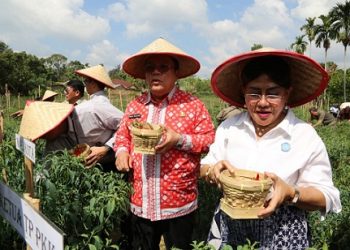 Wali Kota Pematangsiantar Wesly Silalahi SH MKn bersama Ketua TP PKK Ny Liswati Wesly Silalahi, dan Kepala Perwakilan Bank Indonesia (KPw BI) Pematangsiantar Ahmadi Rahman panen cabai perdana Program Contract Farming di Kelurahan Setia Negara