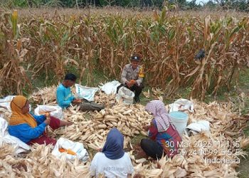 Bhabinkamtibmas Kelurahan Teladan Bripka Surya Darma melakukan monitoring panen jagung warga binaan di Jalan Sumber Jaya II