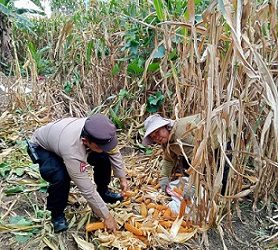 Bhabinkamtibmas Kelurahan Proklamasi AIPDA Julham Saragih melaksanakan monitoring panen jagung warga binaan di Jalan Bukit Maratur