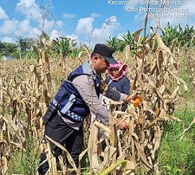 Bhabinkamtibmas Kelurahan Simarimbun Bripka Johannes C. Siregar melakanakan sambang dan membantu petani binaan panen jagung di Perladangan Simarimbun Dolok