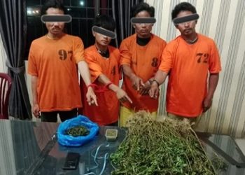 Empat pemuda yang ditangkap Polres Karo atas kepemilikan 76 batang ganja yang ditanam dikawasan hutan lindung. (Foto Ist)
