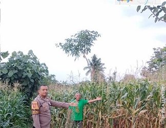 Bhabinkamtibmas Kelurahan Bah Sorma AIPDA Fadlan Fahmi melaksanakan sambang dan monitoring ladang jagung warga binaan di Jalan Sibatu Batu Blok III