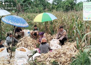 Bhabinkamtibmas Kelurahan Bah Sorma Aipda Fadlan Fahmi monitoring panen jagung warga binaan Bapak Parmon Aaron Situmorang