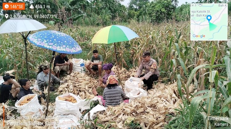 Bhabinkamtibmas Kelurahan Bah Sorma Aipda Fadlan Fahmi monitoring panen jagung warga binaan Bapak Parmon Aaron Situmorang