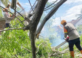 personil Kompi 2 Batalyon B Sat Brimob Polda Sumut saat evakuasi pohon tumbang