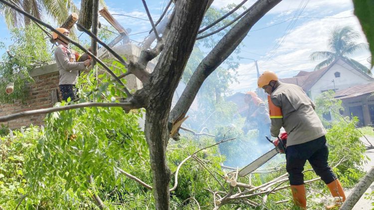 personil Kompi 2 Batalyon B Sat Brimob Polda Sumut saat evakuasi pohon tumbang