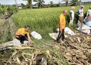 Kapolsek Tanah Jawa Kompol B. Manurung SH Pimpin Kurve Panen Raya Jagung Serentak Kuartal II 2026 di Nagori Muara Mulia