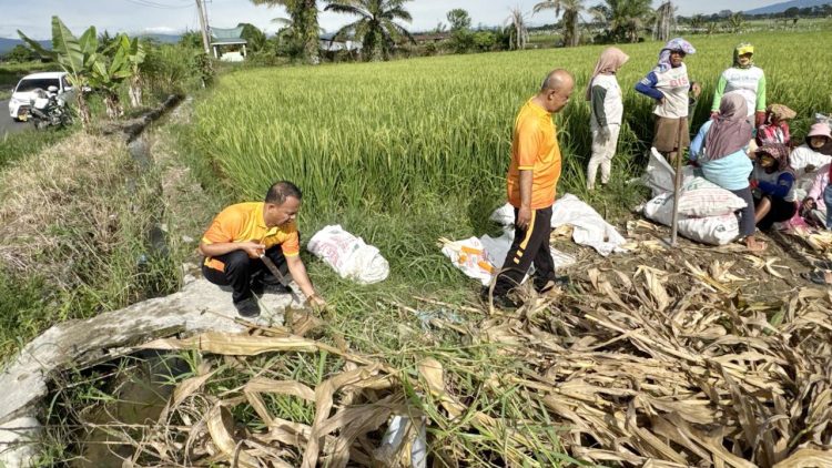 Kapolsek Tanah Jawa Kompol B. Manurung SH Pimpin Kurve Panen Raya Jagung Serentak Kuartal II 2026 di Nagori Muara Mulia
